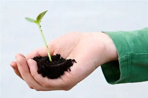 Timpul de plantare a floarea soarelui