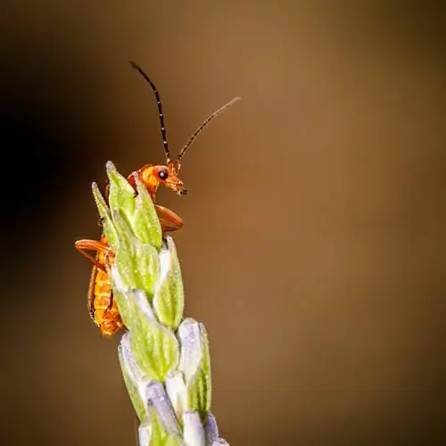 Wadudu wa lavender