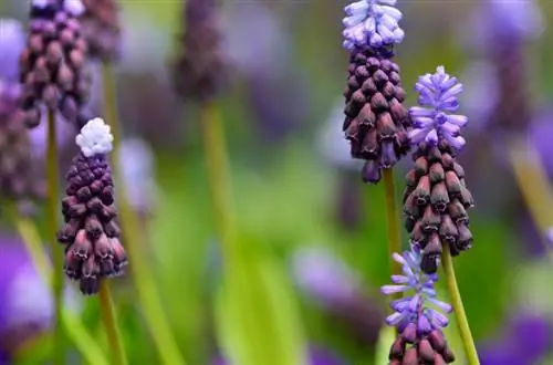 Quando fioriscono i giacinti d'uva? Tutto al giusto momento di fioritura