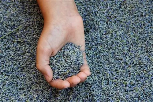 Semina la lavanda