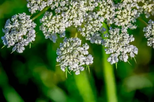 Yarrow giant hogweed