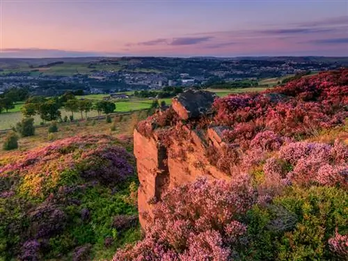 Thaum twg heather Bloom?