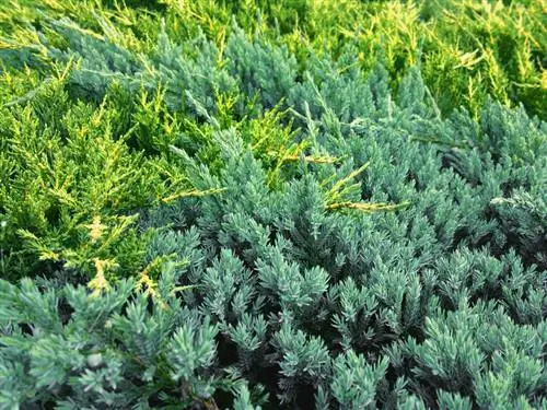 Cuidados com Juniperus horizontalis