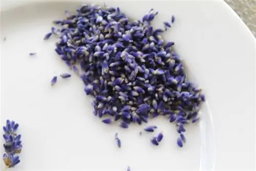 Coltivare semi di lavanda: istruzioni passo passo