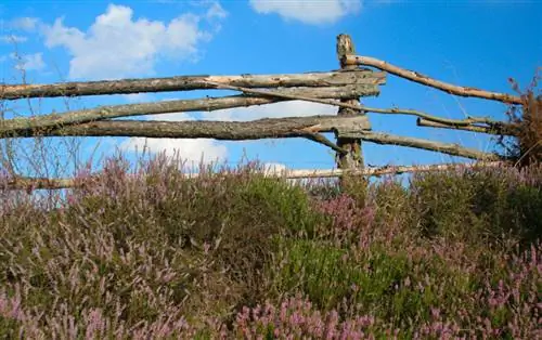 Lavendel verdroogt