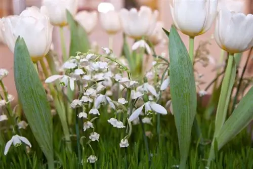 Campanilla blanca lirio de los valles