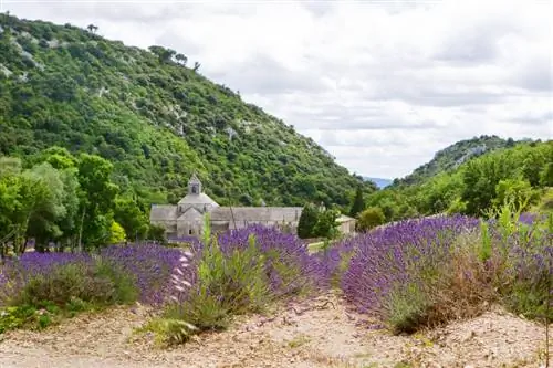 Kayu Lavender