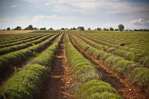 La lavanda ringiovanisce