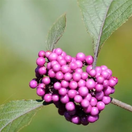 Me encanta el cuidado del arbusto de perlas: consejos para plantas sanas