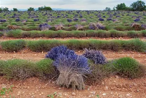 Lavender pudar