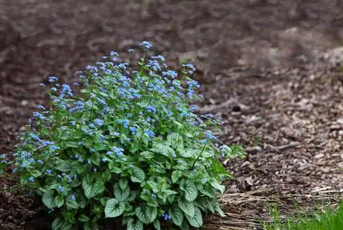 Caucasus Forget-me-not. Իդեալական է մասնակի ստվերի համար