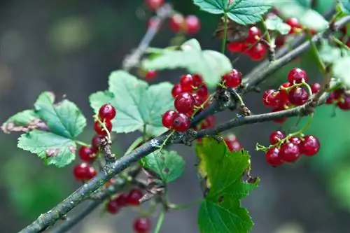 Groseille rouge : signes et traitement des maladies