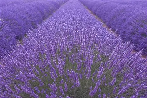 Menyebarkan lavender: Apakah membagi metode yang tepat?