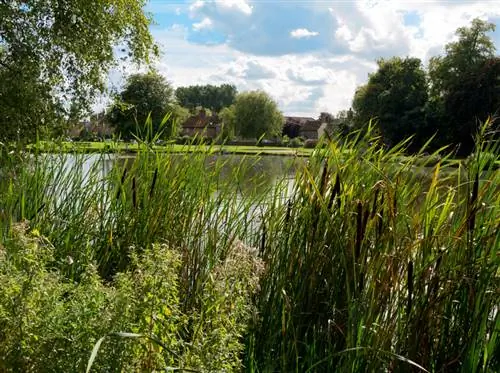 Katstert of riet: watter plant vir die tuindam?