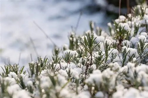 Lavendel er hårdfør