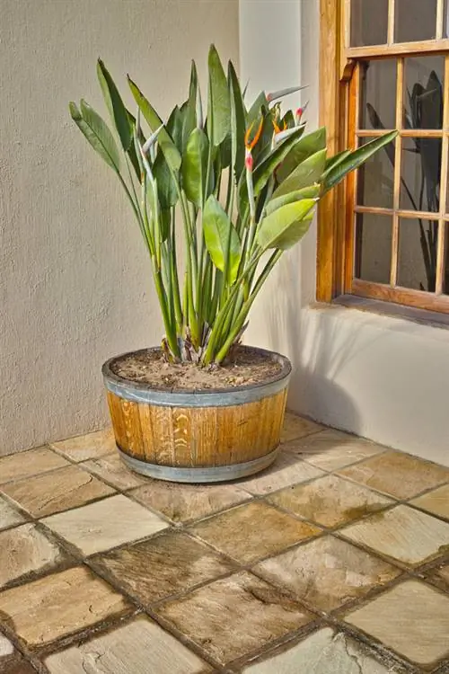 Strelitzia verpotten