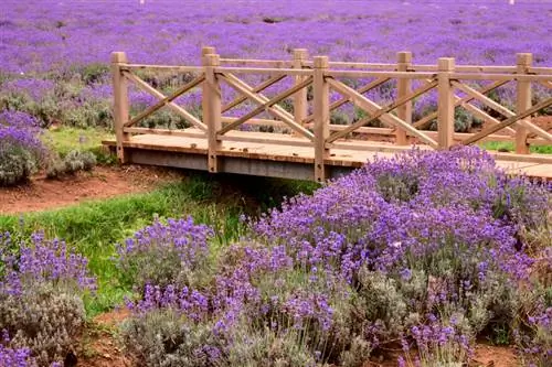 Ukuaji wa lavender