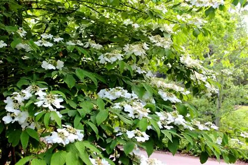 Kupogoa viburnum ya Kijapani