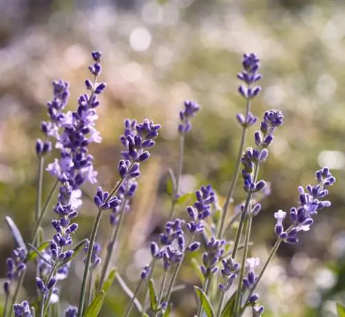 Lavender deposits