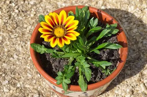 Overwintering Gazania: This way the plant remains perennial