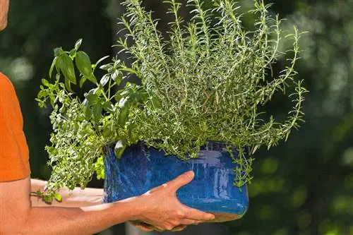 Plante d'intérieur lavande