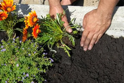 Propagación de Gazania