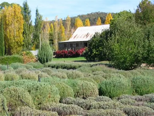 Mga puno ng lavender