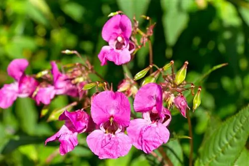 Impatiens glandulifera -profiili