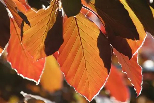 European beech: special features and use as a hedge plant