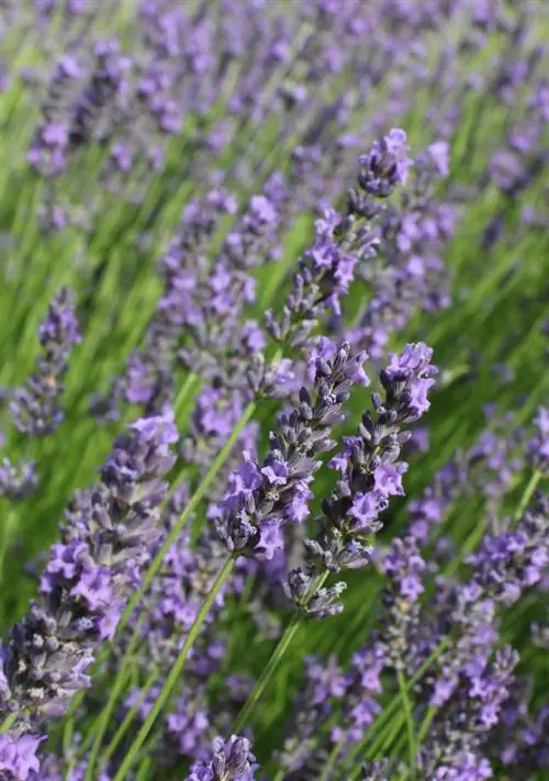 Taglia gli alberi di lavanda