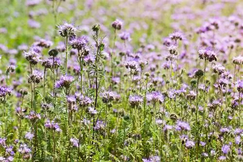 Bog'dagi Phacelia: ekish uchun eng yaxshi vaqt qanday va qachon?