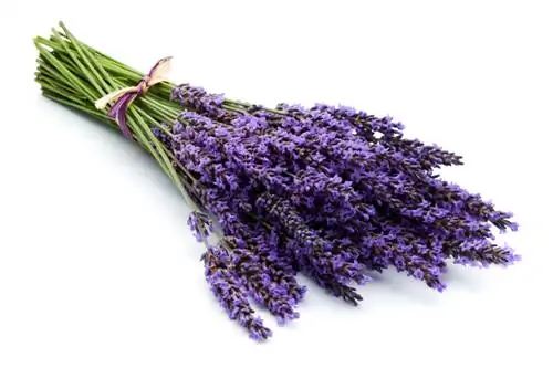 Menggunakan bunga lavender: petua untuk dapur dan isi rumah