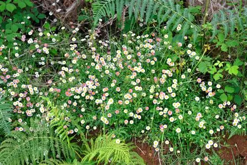 Meksikos Fleabane vieta