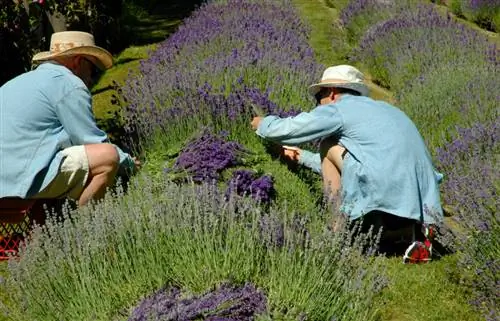 Hvornår skal du skære lavendel ned? Nyttige tips