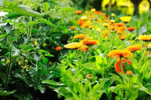 Calendula planten