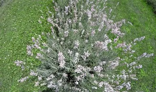 Lavender nyeupe: Kivutio maalum cha kuvutia macho kwenye bustani na balcony