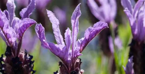 Huduma ya Lavender ya Butterfly