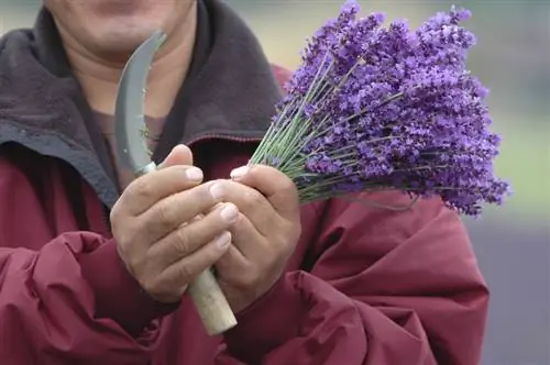 Cosecha de lavanda