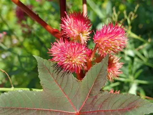 Castorboon in de tuin: bescherming en verzorging van de giftige plant