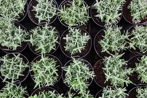 Plantning af lavendel: Hvornår og hvordan man sikrer frodige blomster