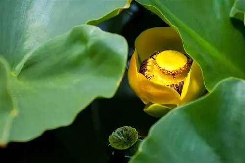 Water lily profile: Lahat tungkol sa mga species, lokasyon at pangangalaga