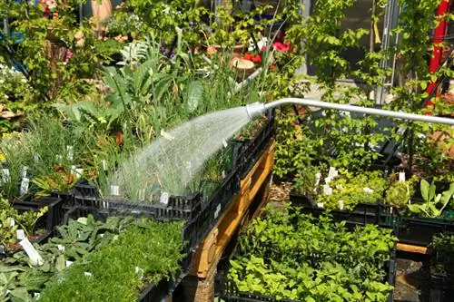 lavanda de agua