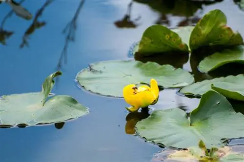 Plant water lilies