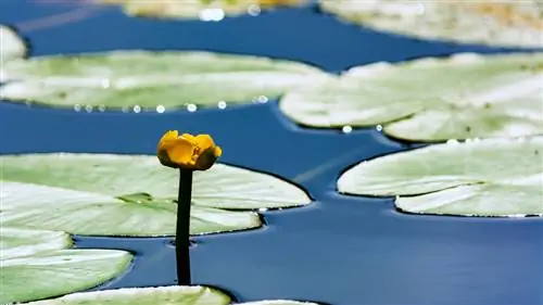 Características del lirio de estanque amarillo