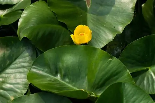 Water Lily Care: tswv yim rau cov nroj tsuag noj qab nyob zoo thiab zoo nkauj