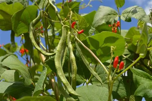 שעועית ראנר בגינה: מיקום, אדמה וטיפול