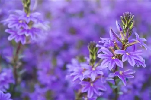 Cascate di fiori blu per il tuo balcone: il magnifico fiore a ventaglio