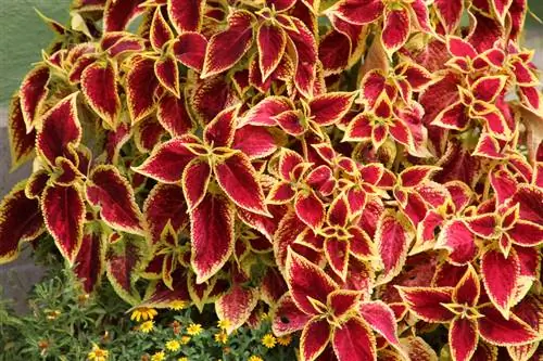 Coleus: Beginilah tumbuhan berwarna-warni tumbuh subur