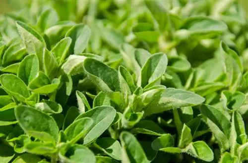 Nakrájajte oregano