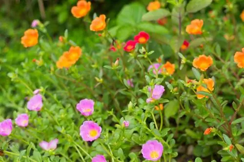 Ếch Purslane: chăm sóc, vị trí và nhân giống